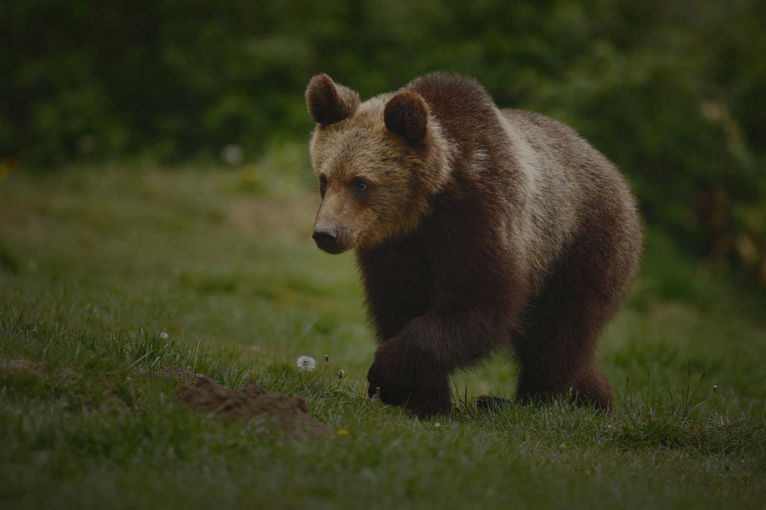 Wild Bear